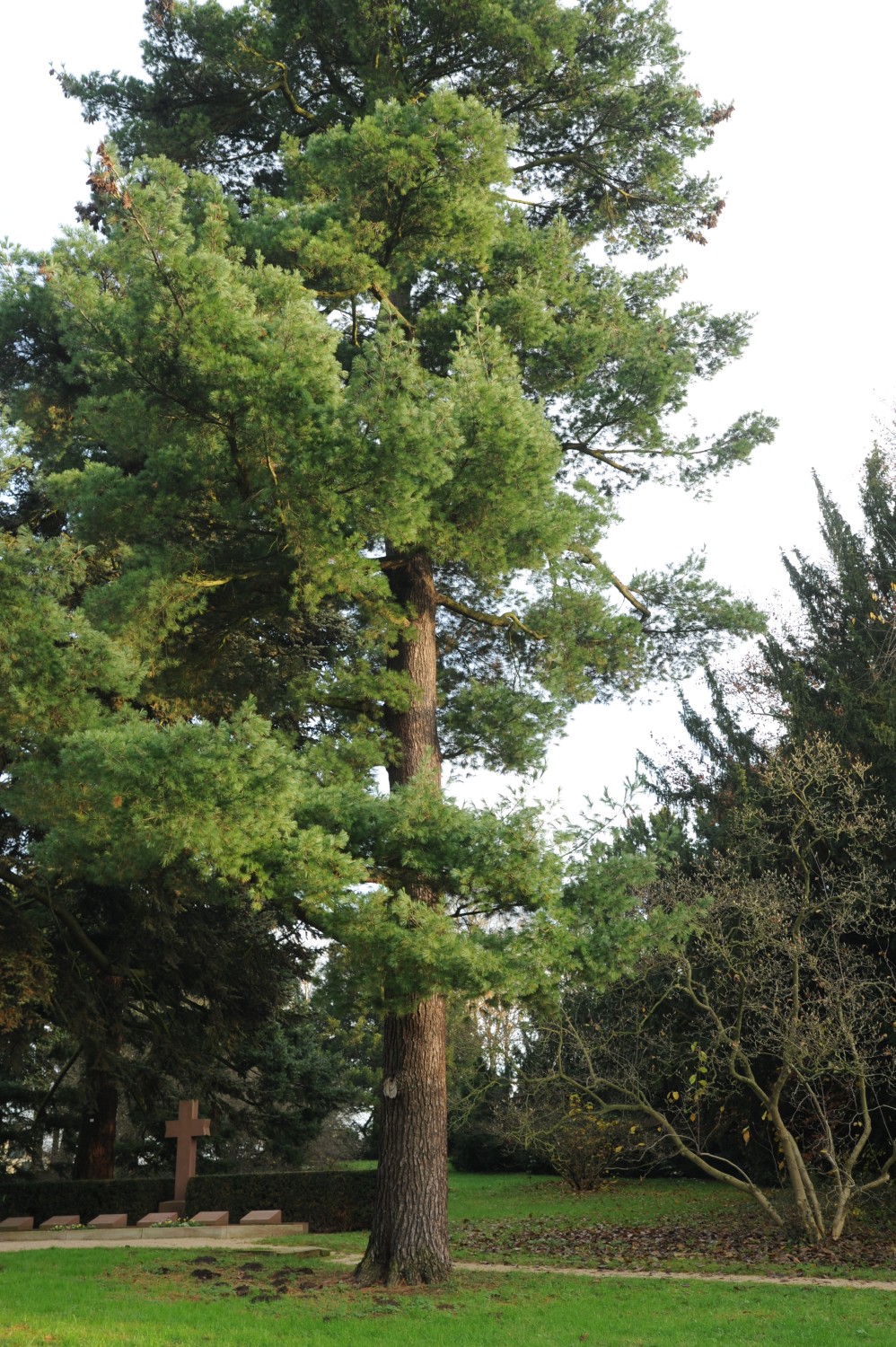 Pinus strobus