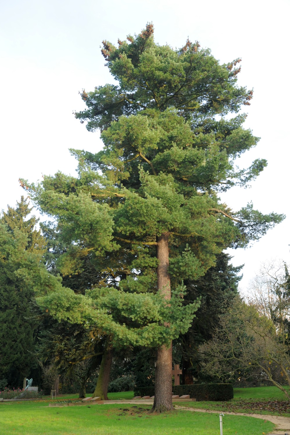 Pinus strobus - Darmstadt, Park Rosenhöhe - Herbst 2014