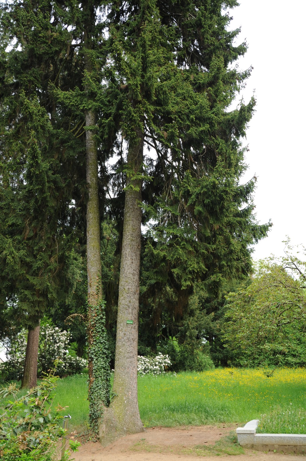orientalis Picea
