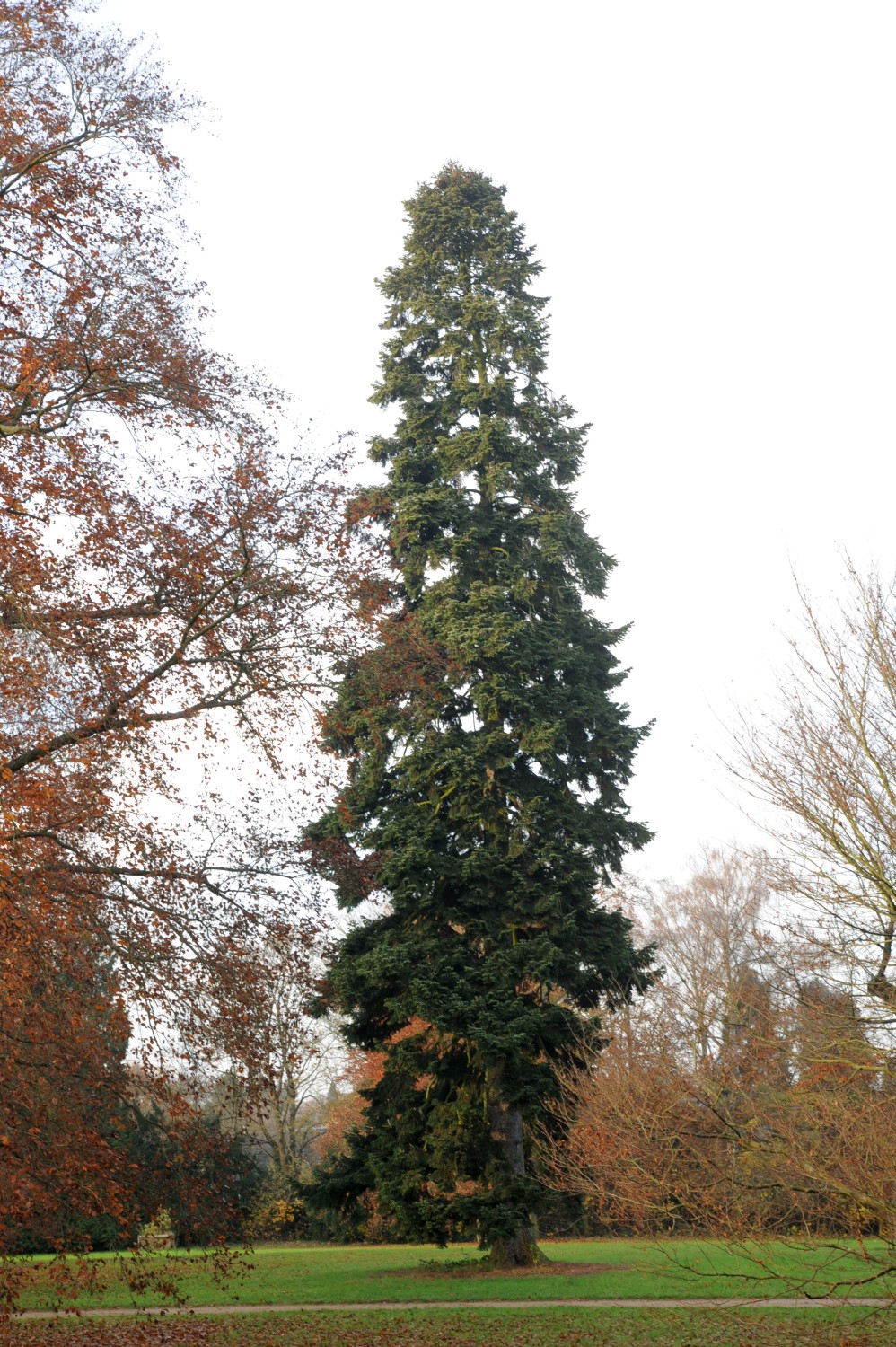 Abies cilicica