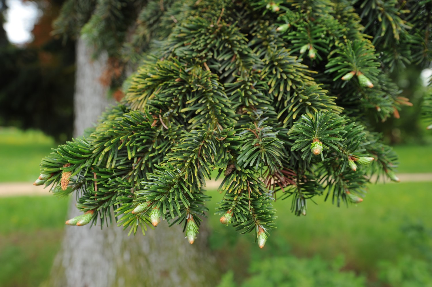 Abies cilicia - Darmstadt, Park Rosenhöhe - Herbst 2014