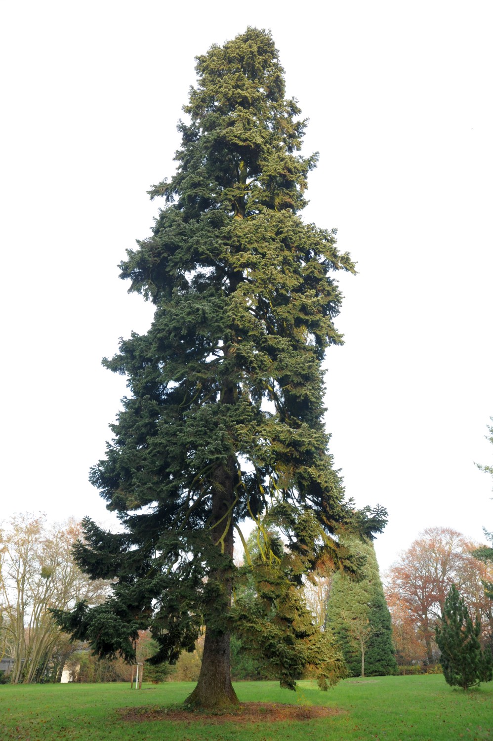 Abies cilicia - Darmstadt, Park Rosenhöhe - Herbst 2014