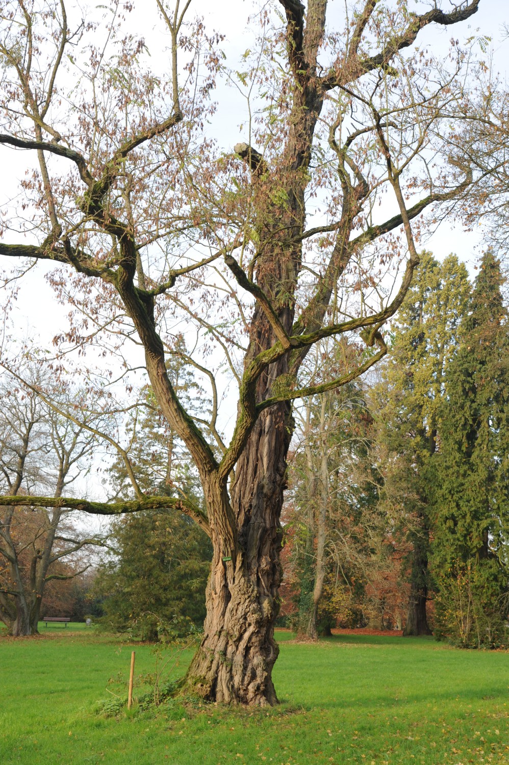 pseudoacacia Robinia