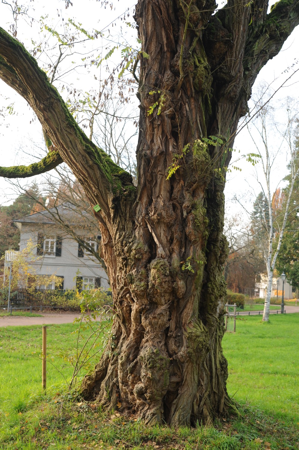 Robinia pseudoacacia - Darmstadt, Park Rosenhöhe - Herbst 2014