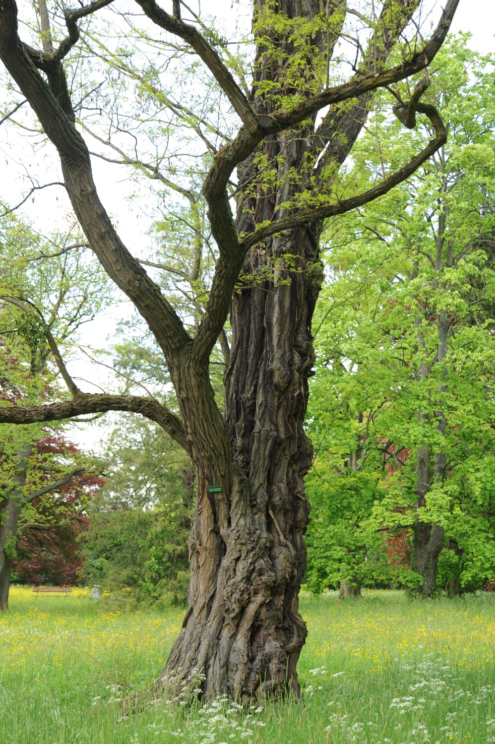 Robinia pseudoacacia - Darmstadt, Park Rosenhöhe - Herbst 2014