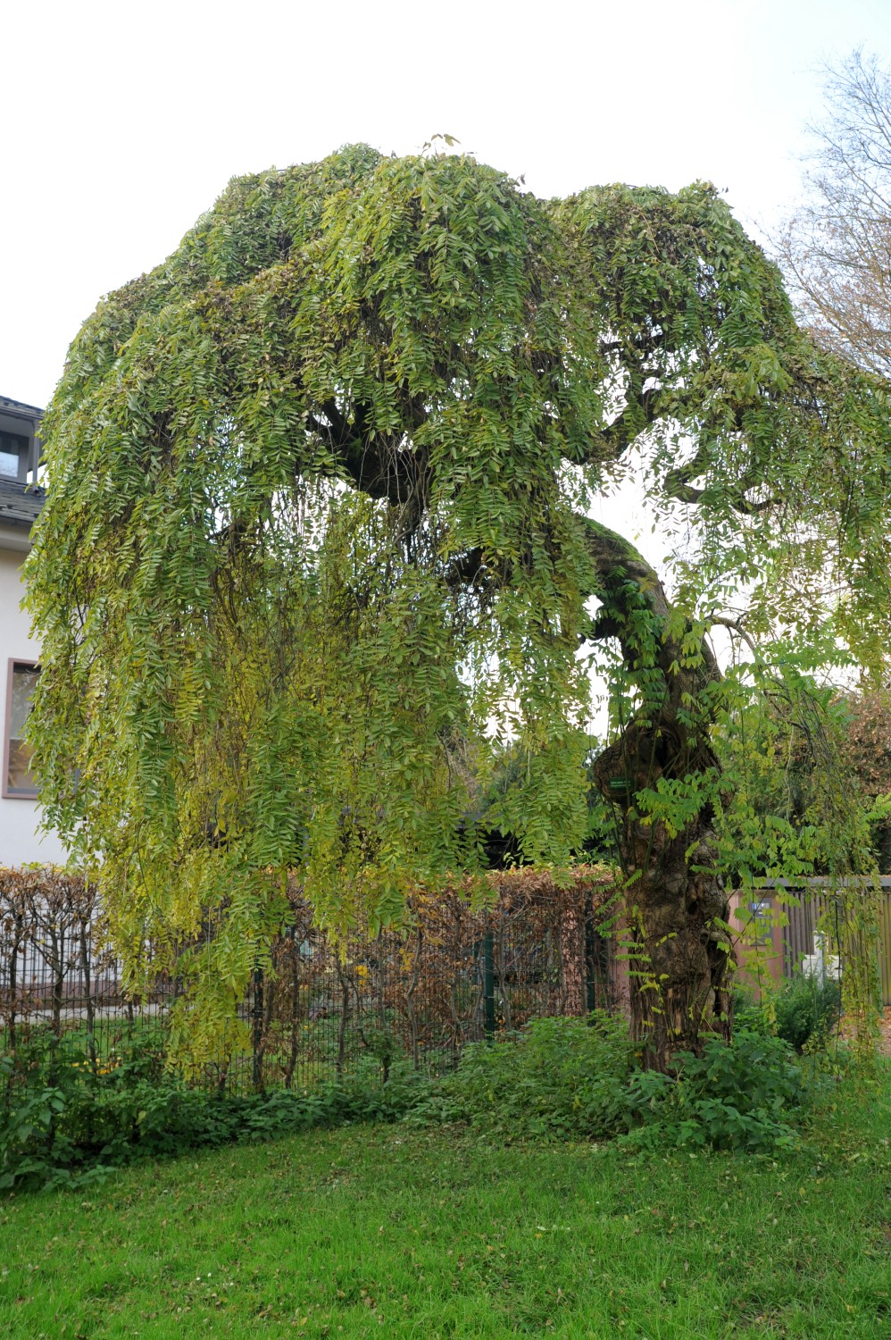 'Pendulum' japonicum Styphnolobium