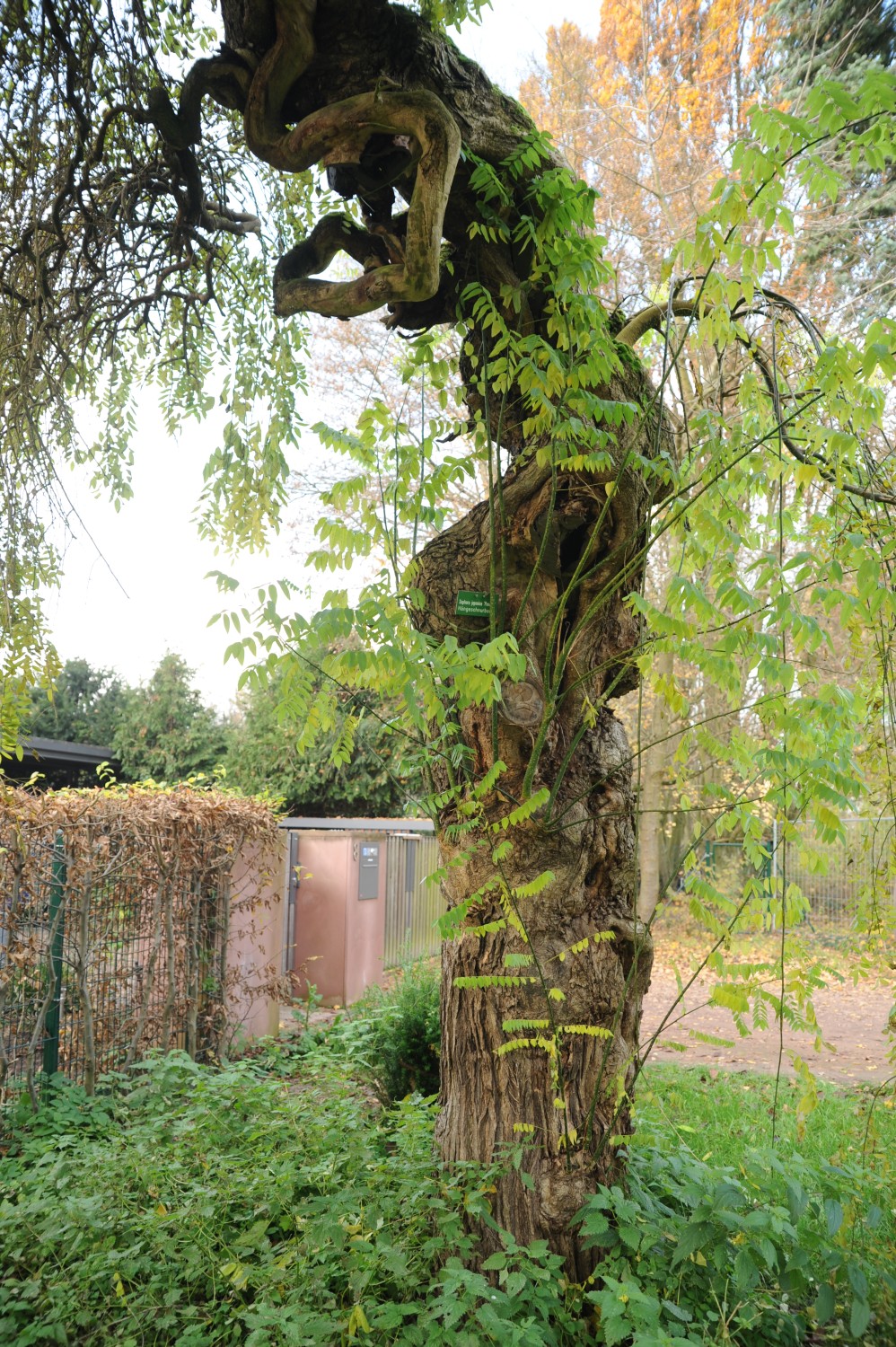 Styphnolobium japonicum 'Pendulum' - Darmstadt, Park Rosenhöhe - Herbst 2014