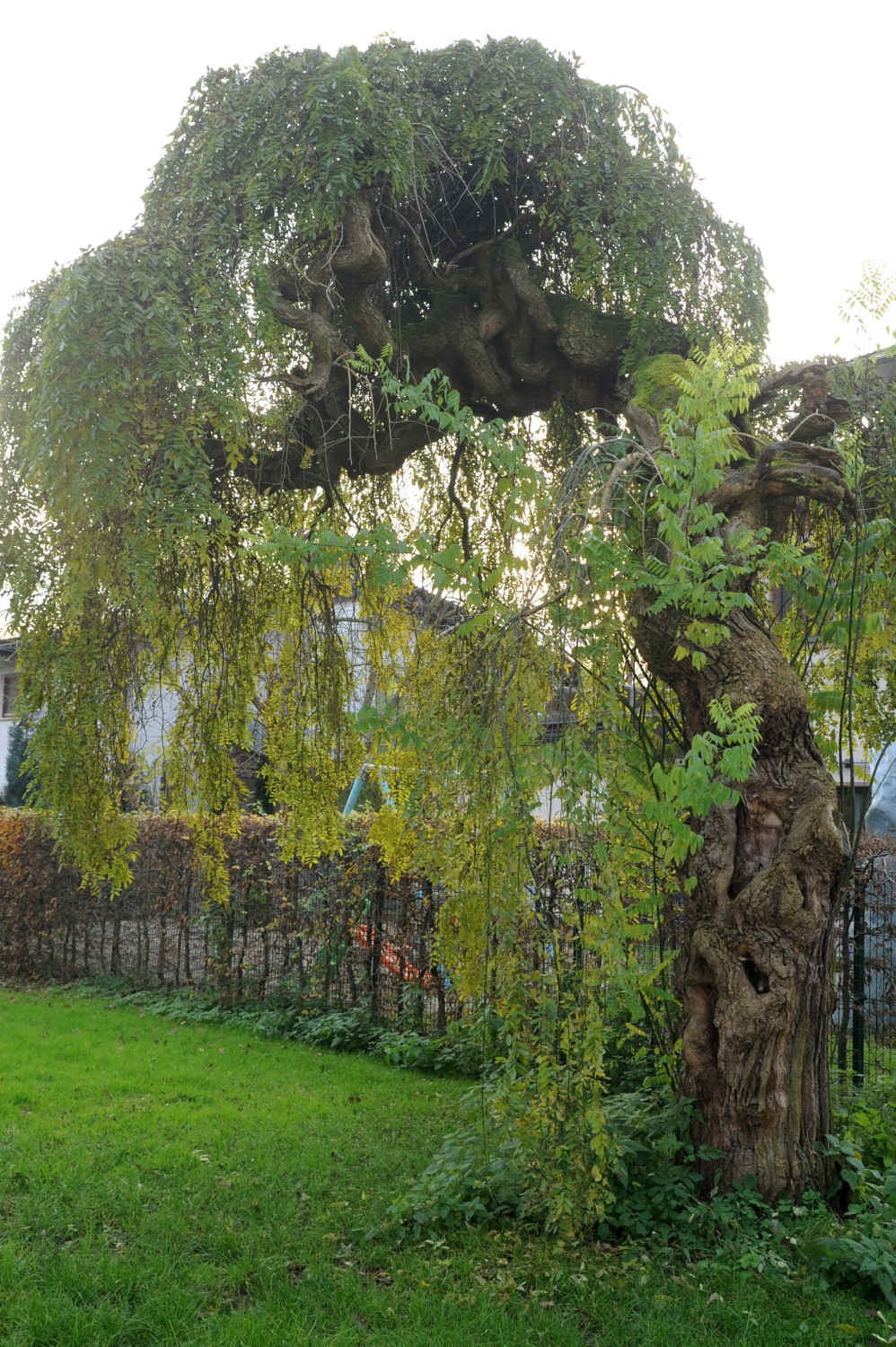 Styphnolobium japonicum 'Pendulum' - Darmstadt, Park Rosenhöhe - Herbst 2014