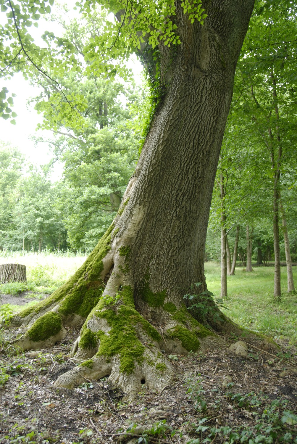 Fraxinus excelsior - Ringenwalde - 2008