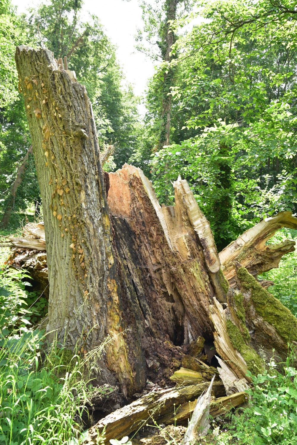 Fraxinus excelsior - Ringenwalde - 2018