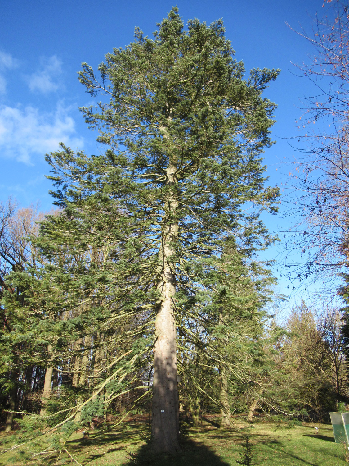 Abies concolor var. lowiana