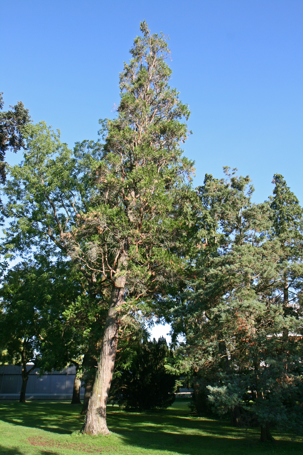 Calocedrus decurrens - Karlsruhe - Juli 2020