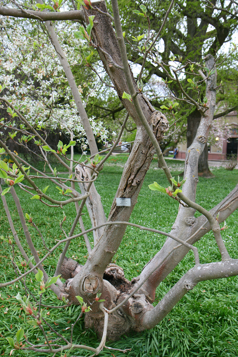 Magnolia × wiesneri - Karlsruhe - April 2015