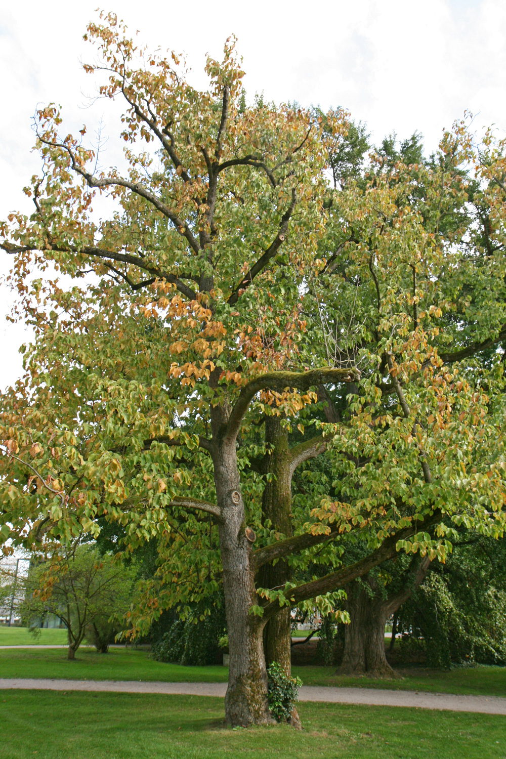 Magnolia acuminata - Karlsruhe - Okt. 2015