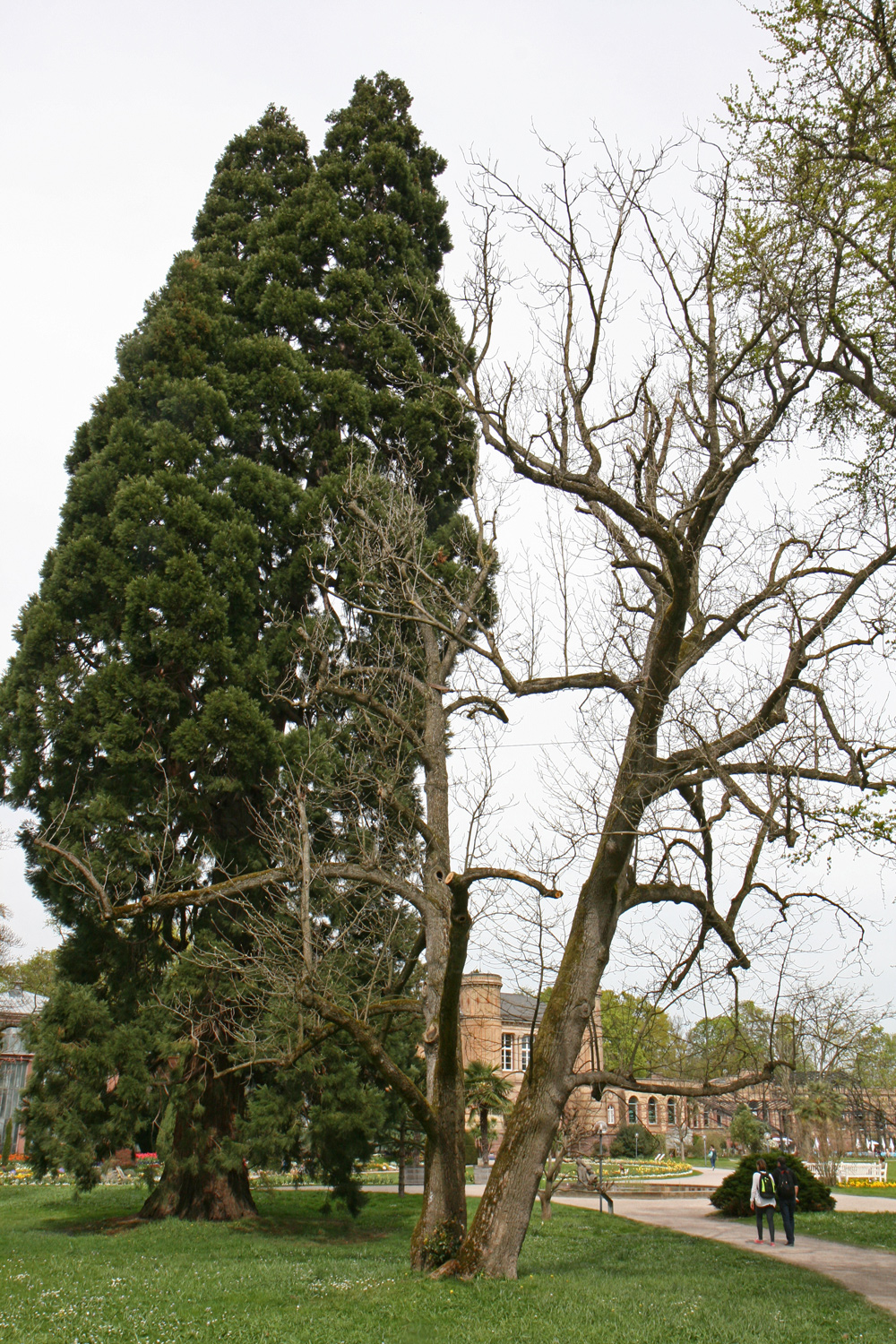 Magnolia acuminata - Karlsruhe - April 2015