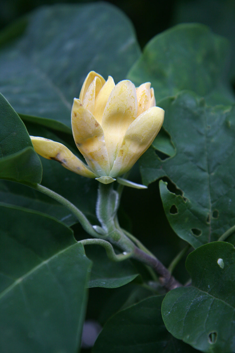 Magnolia acuminata var. subcordata - Karlsruhe - Aug. 2016