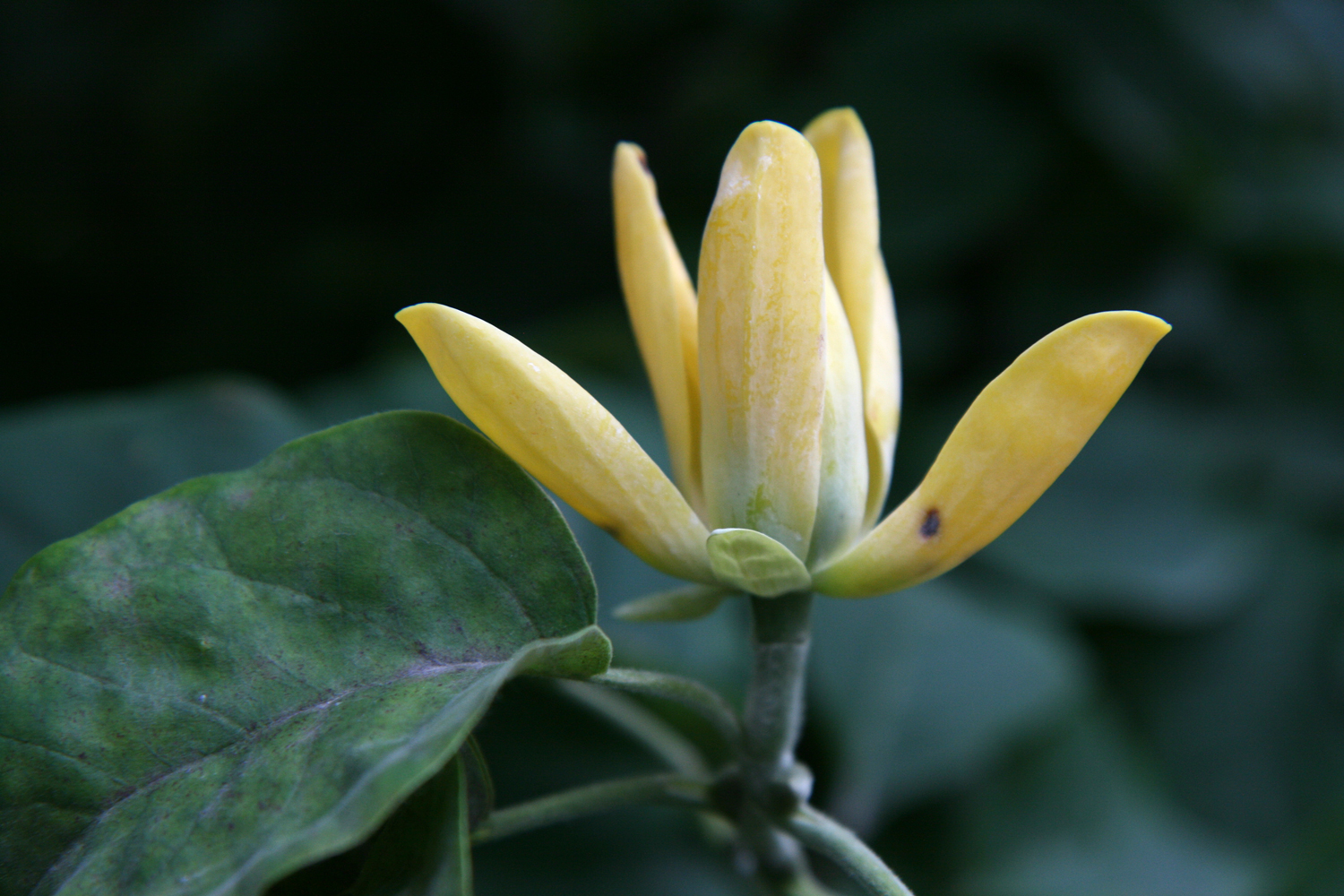 Magnolia acuminata var. subcordata - Karlsruhe - Aug. 2016
