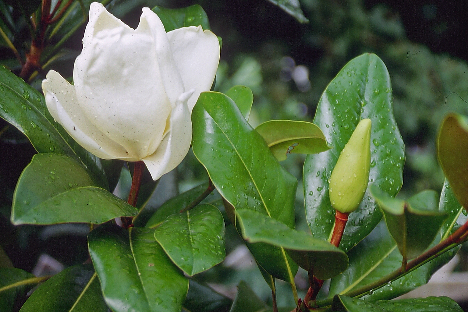 Magnolia grandiflora - Karlsruhe