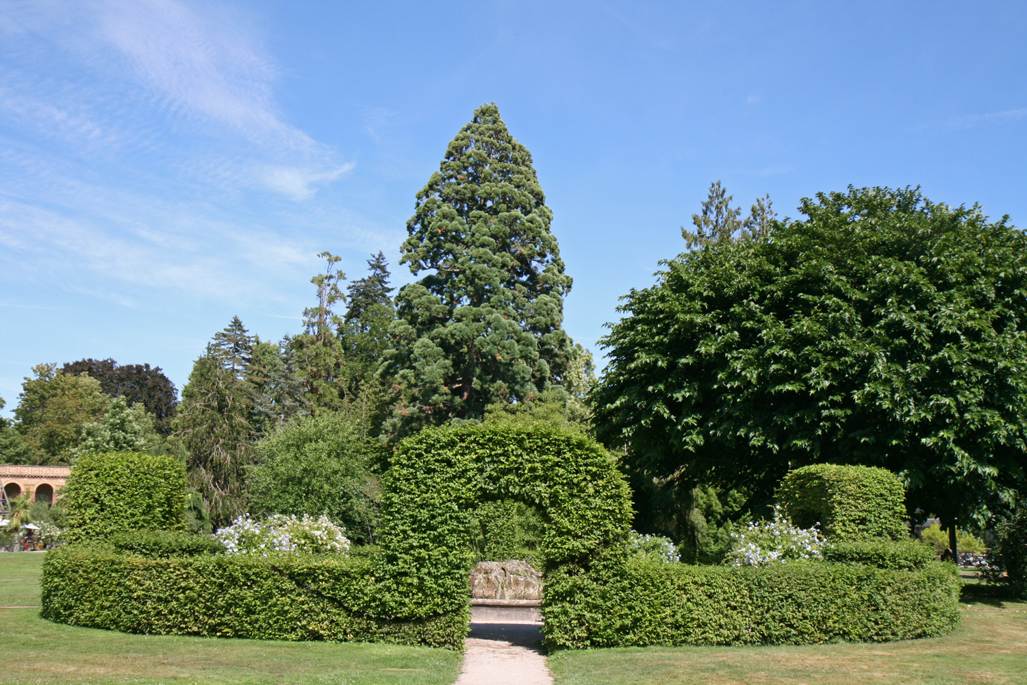 Morus indica - Karlsruhe - Juli 2020