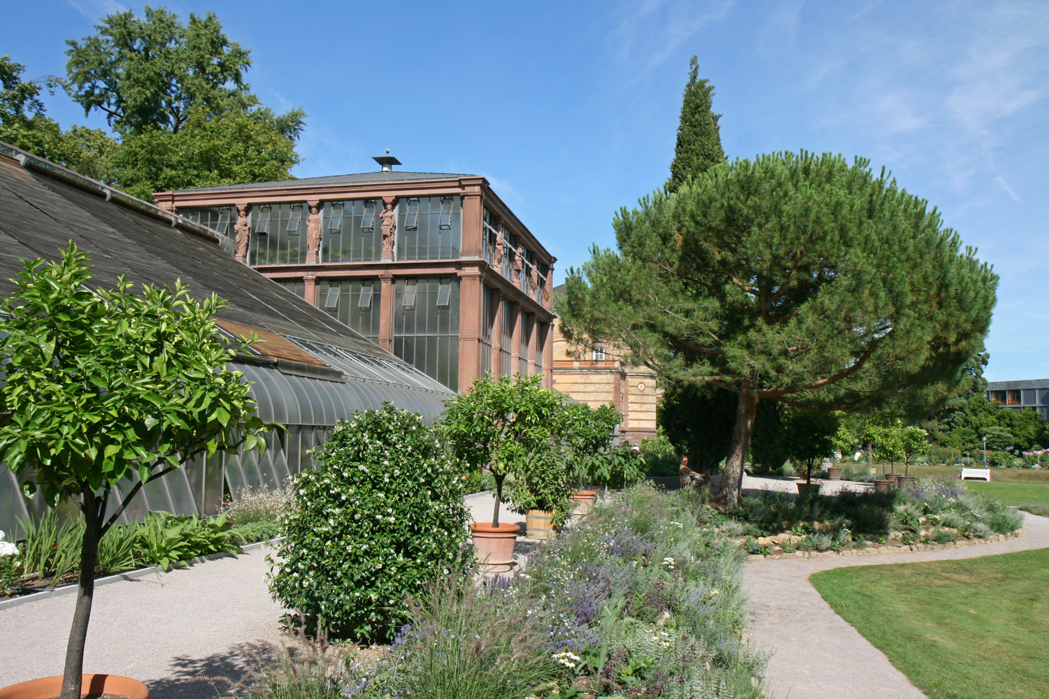 Pinus pinea - Karlsruhe - Juli 2020