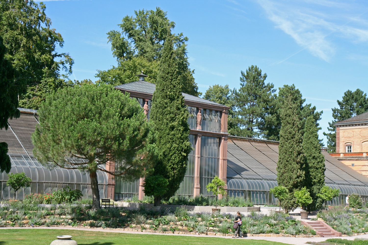 Pinus pinea - Karlsruhe - Juli 2020