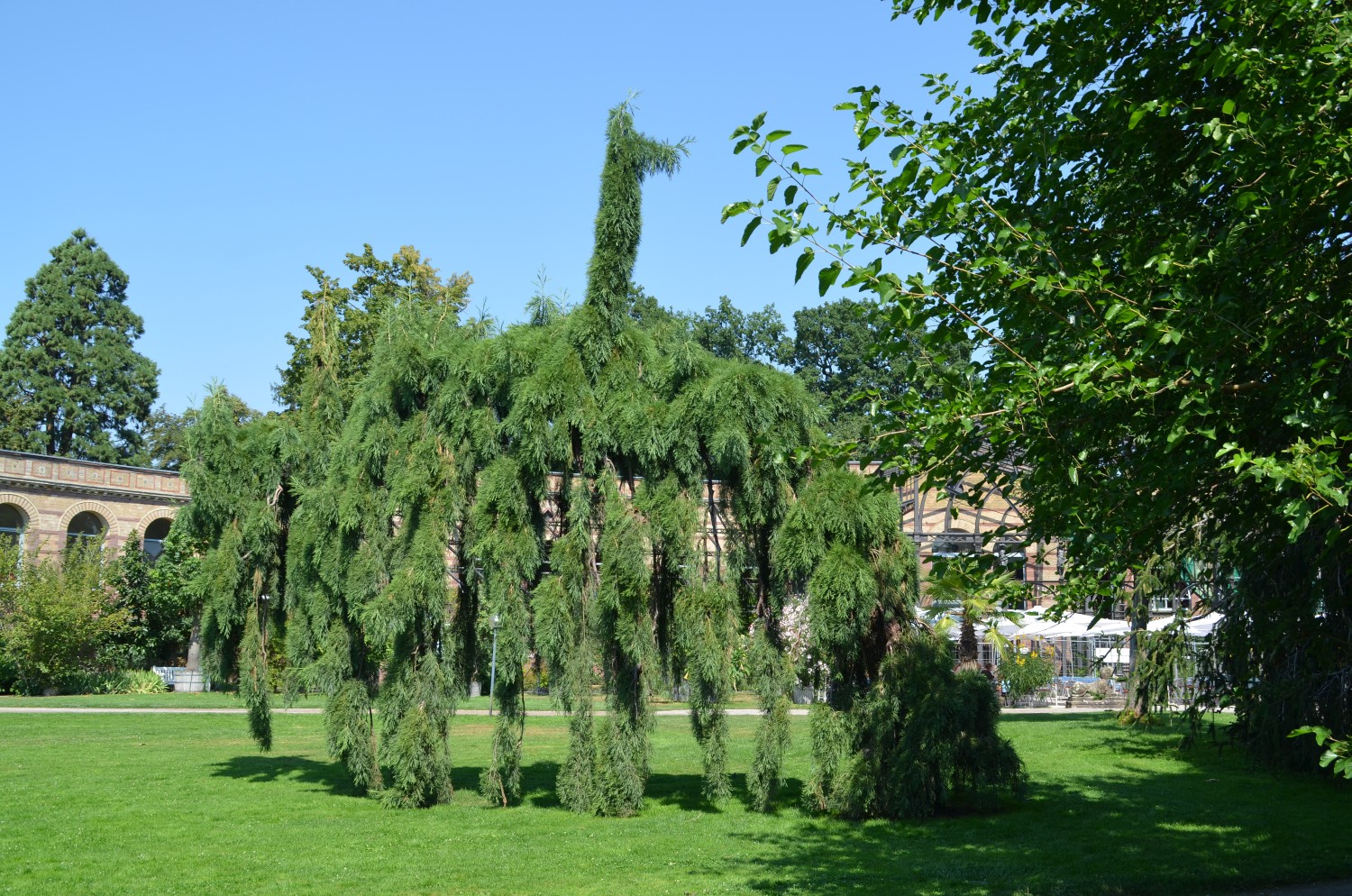Sequoiadendron gighanteum 'Barabits Requiem' - Botanischer Garten Karlsruhe - 2020
