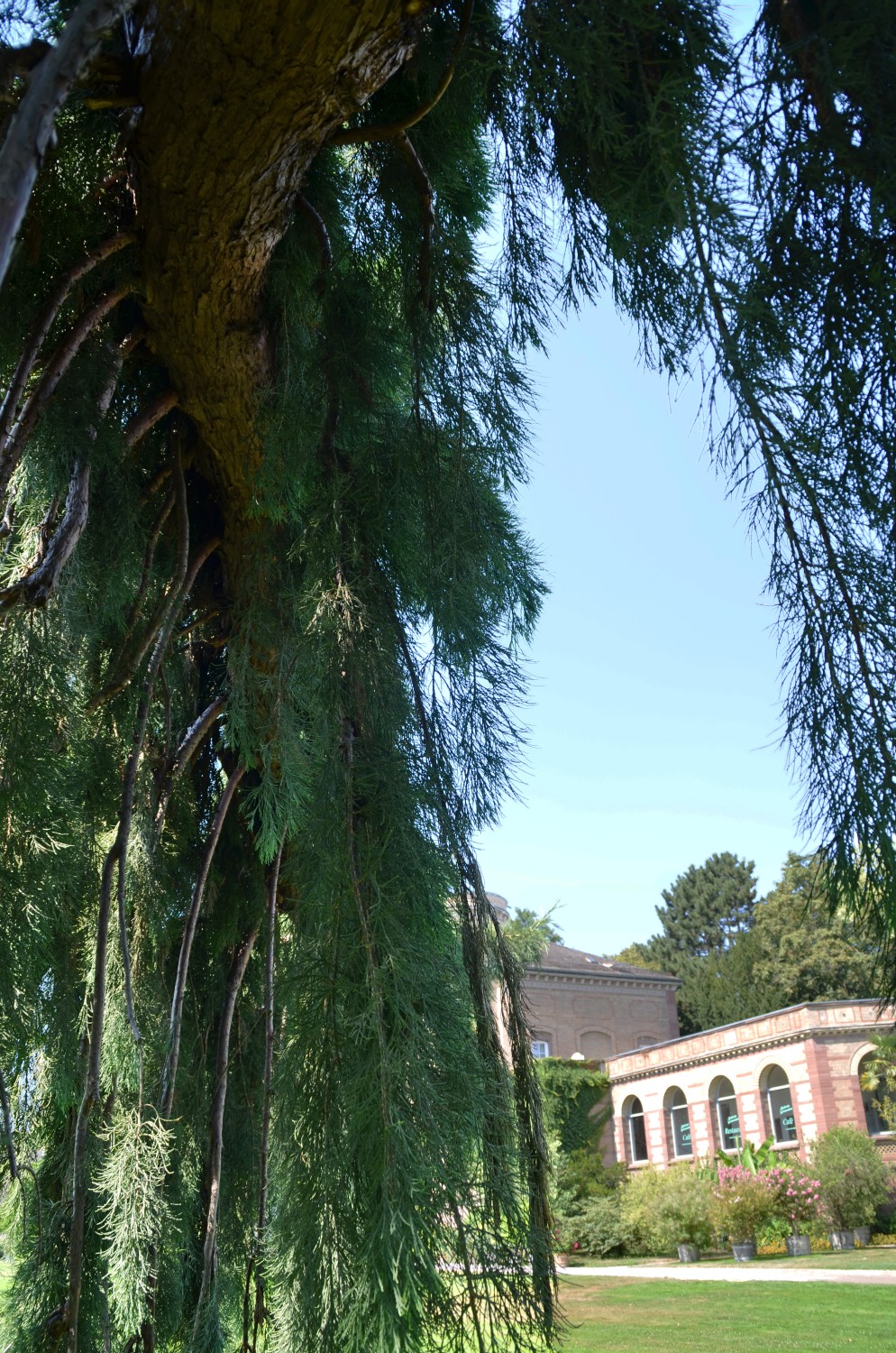 Sequoiadendron gighanteum 'Barabits Requiem' - Botanischer Garten Karlsruhe - 2020
