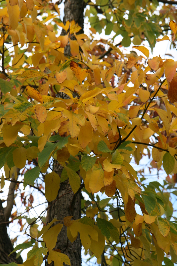 albidum Sassafras