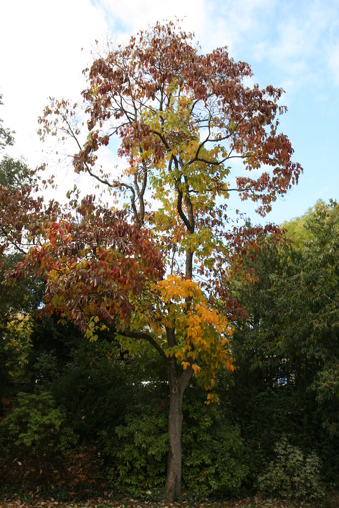 Sassafras albidum - Weinhem - 2022