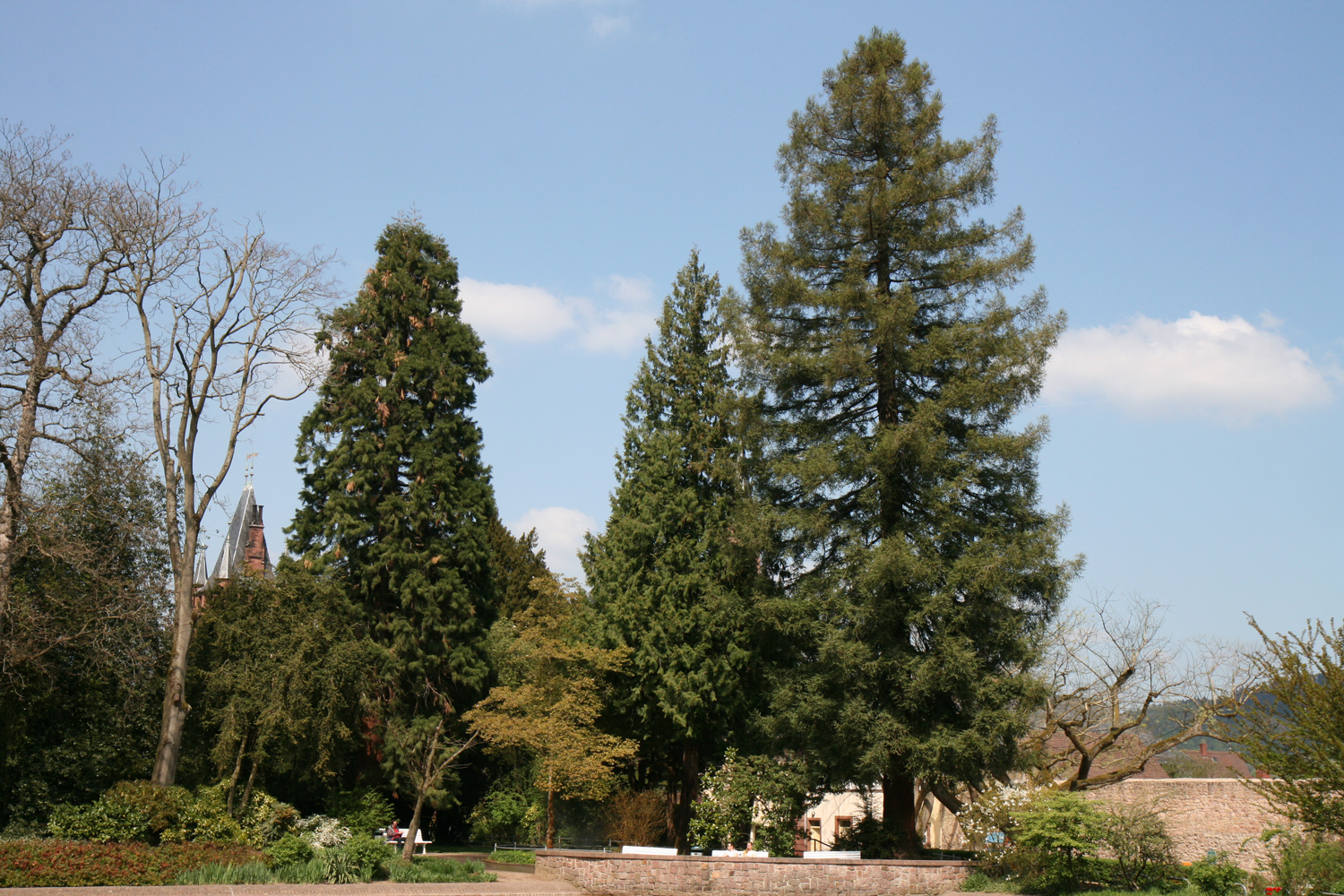 Sequoia sempervirens - Weinheim - April 2015