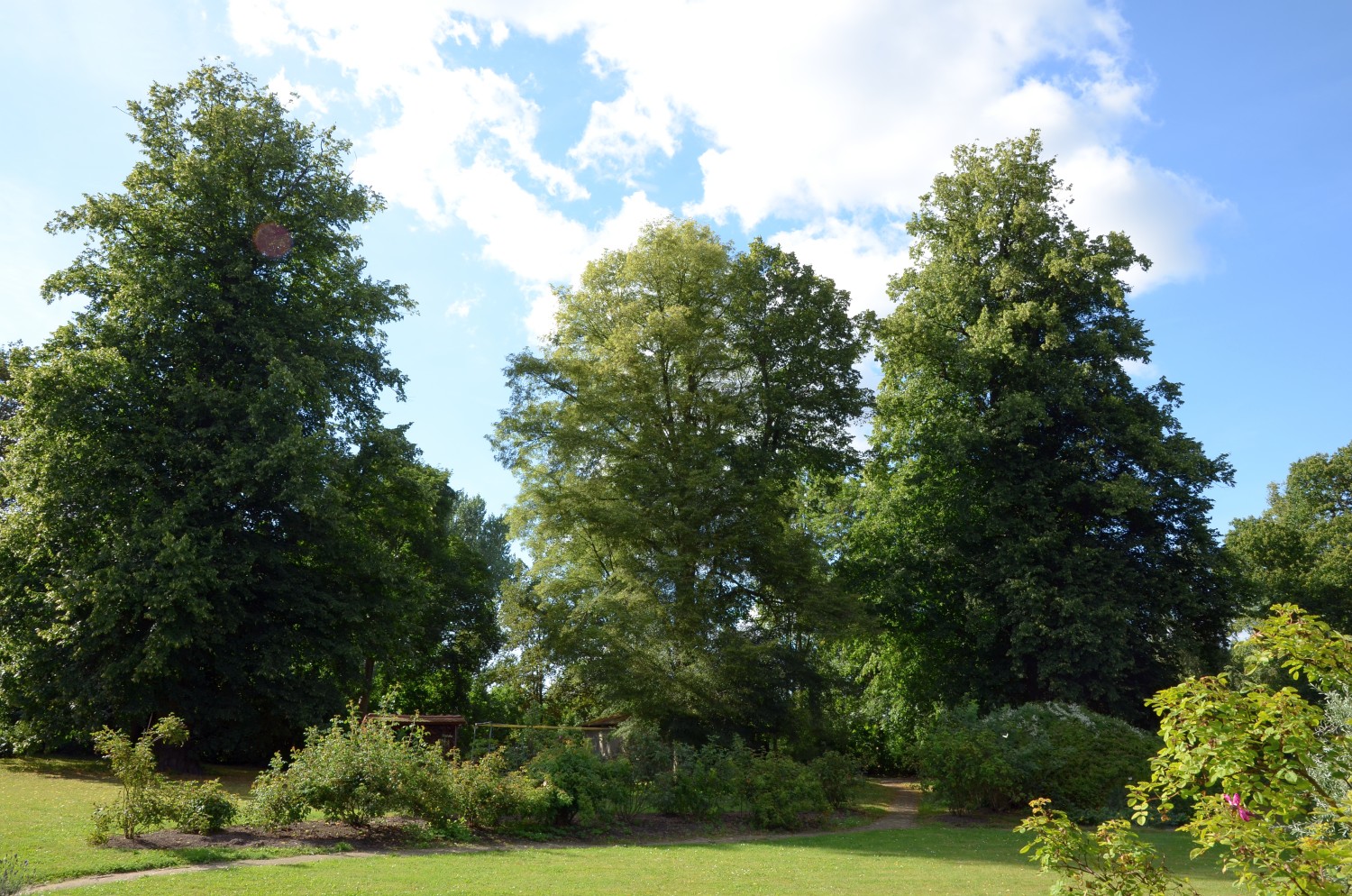 Tilia platyphyllos 'Laciniata' - Gutspark Gottin - Aug. 2012