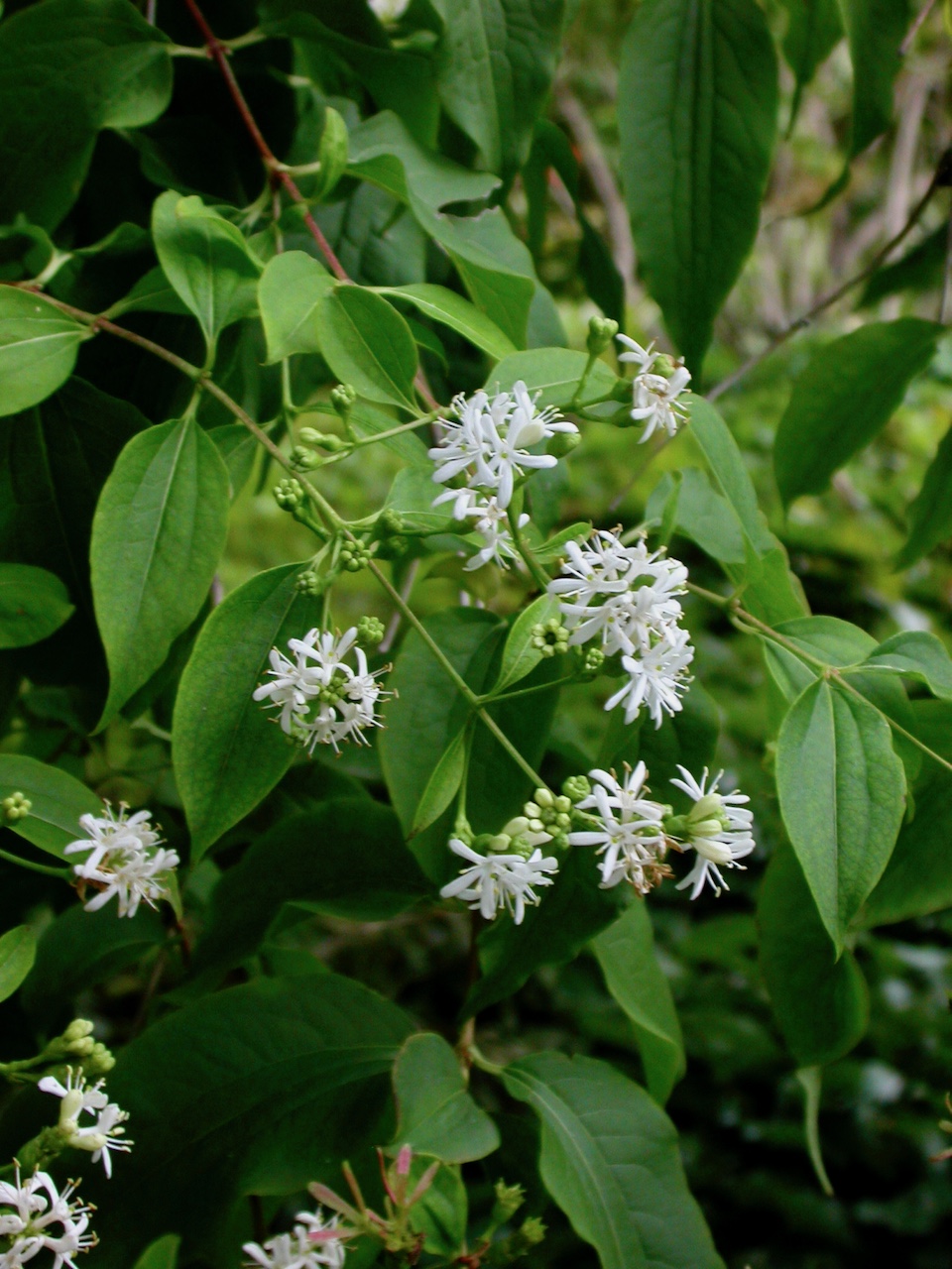 Heptacodium miconioides - Frankfurt - Oktober 2023