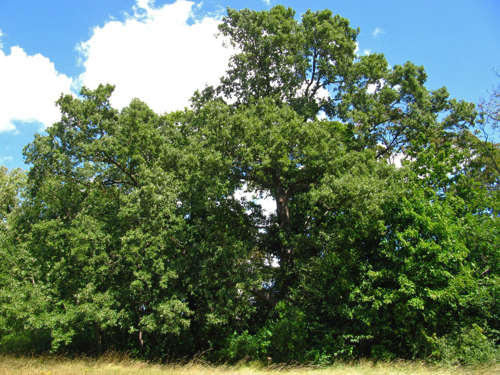 cerris Quercus