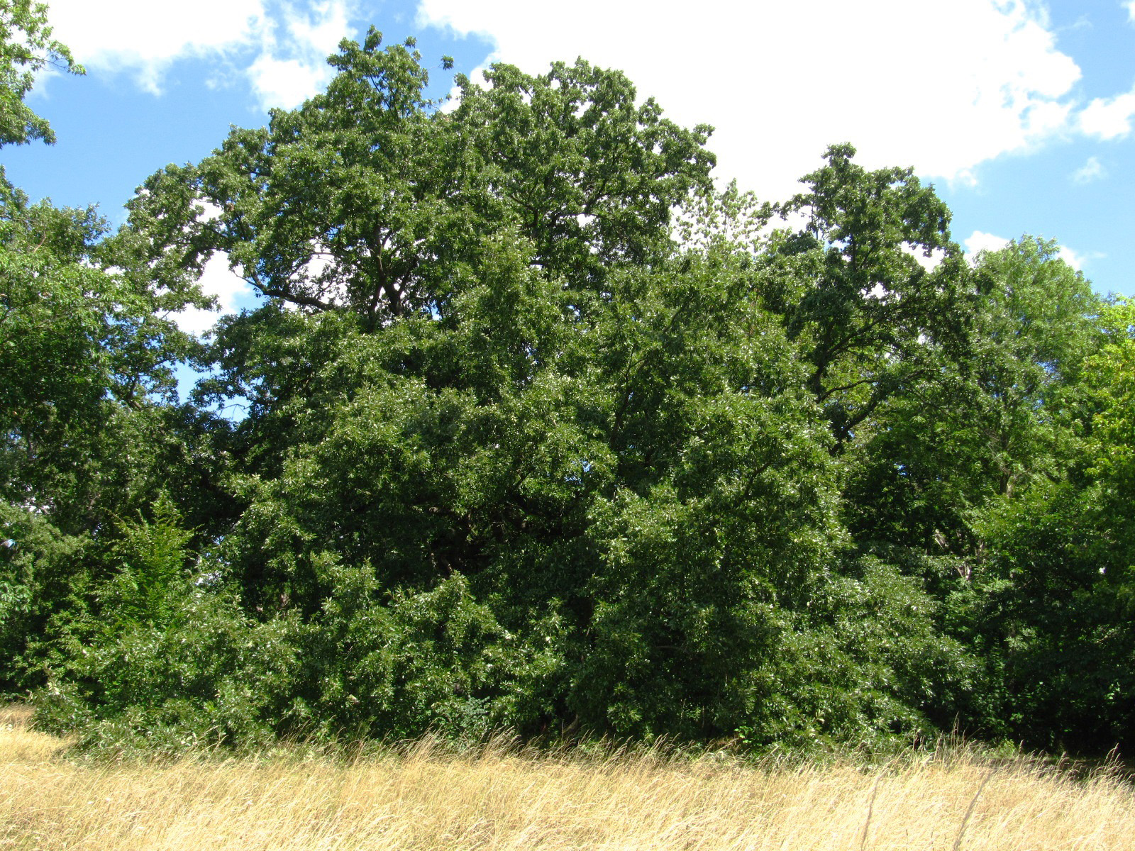 cerris Quercus