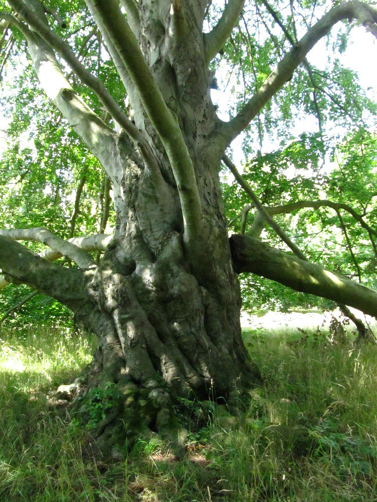 Fagus sylvatica