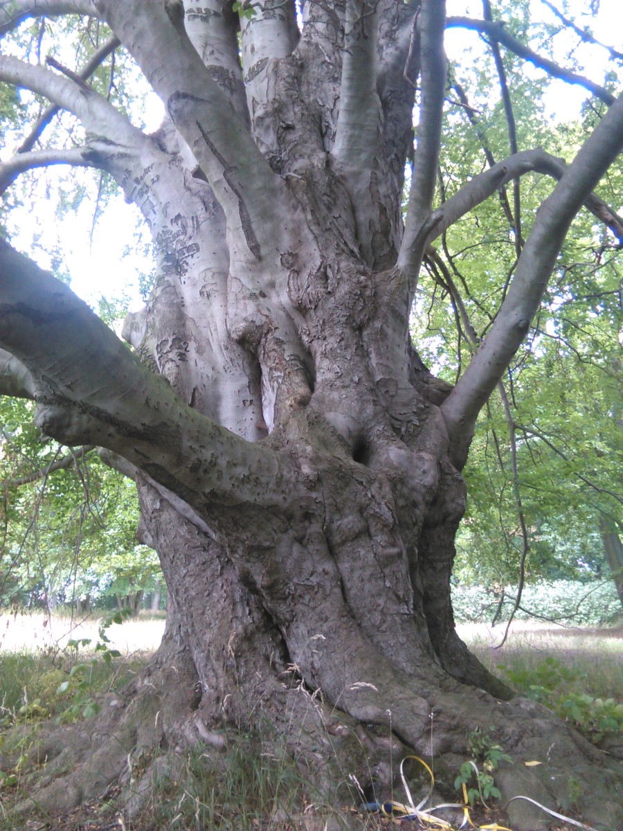 Fagus sylvatica - Halberstadt-Langenstein - August 2025