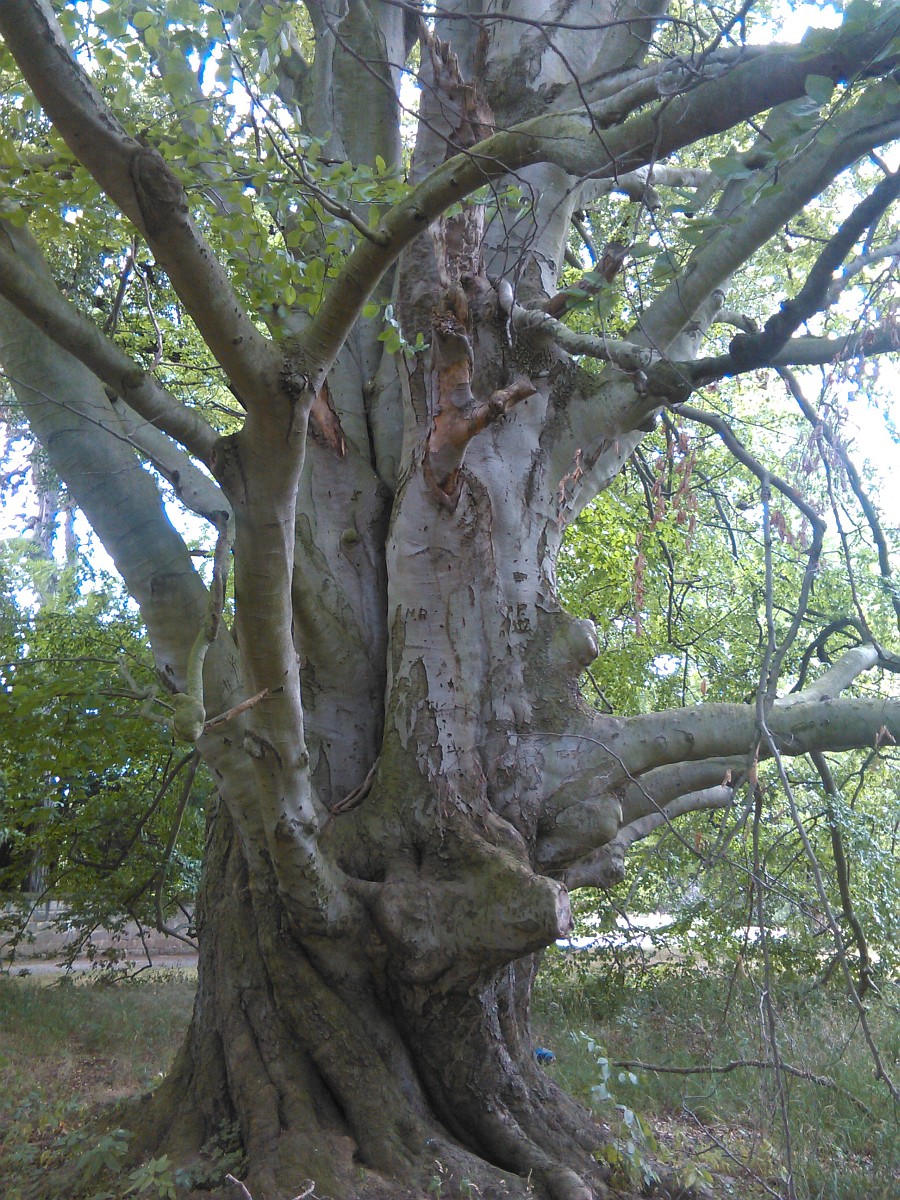 Fagus sylvatica - Halberstadt-Langenstein - August 2025