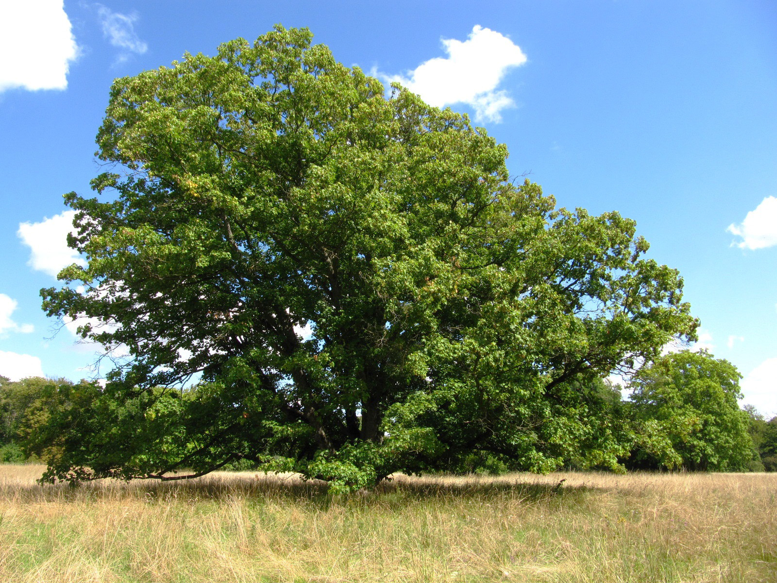 Acer pseudoplatanus - Halberstadt-Langenstein - Juli 2025
