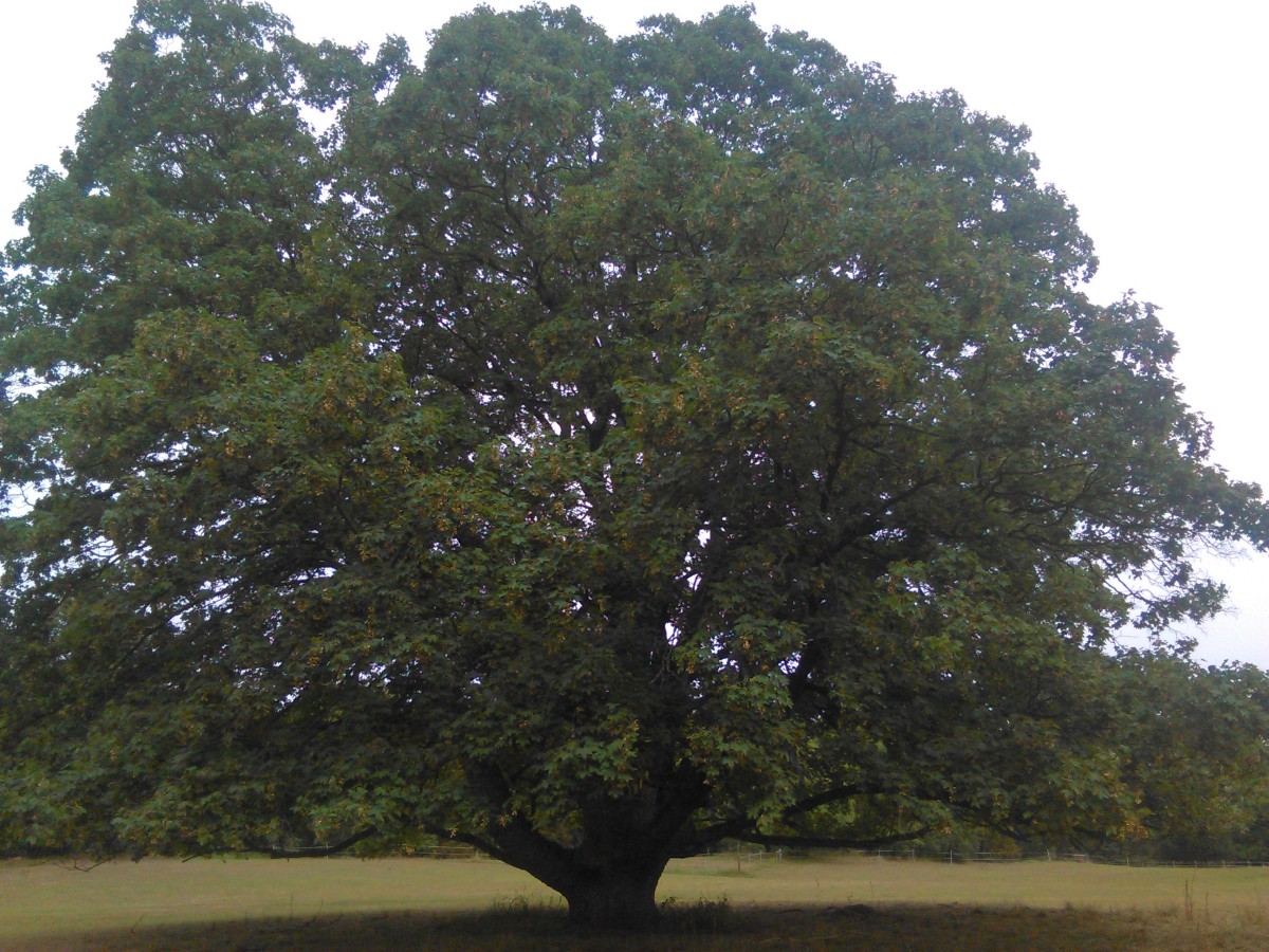 Acer pseudoplatanus