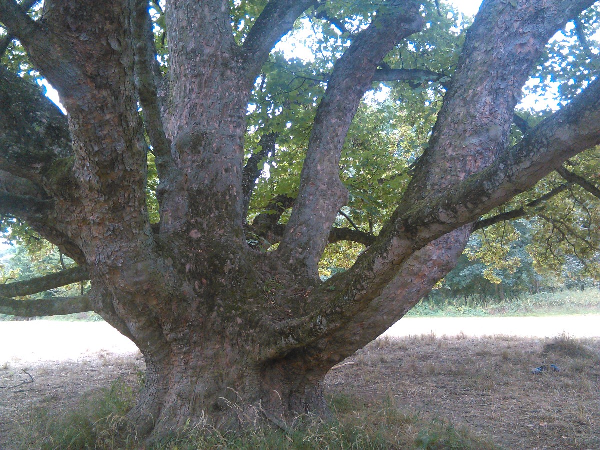 Acer pseudoplatanus - Langenstein - August 2016