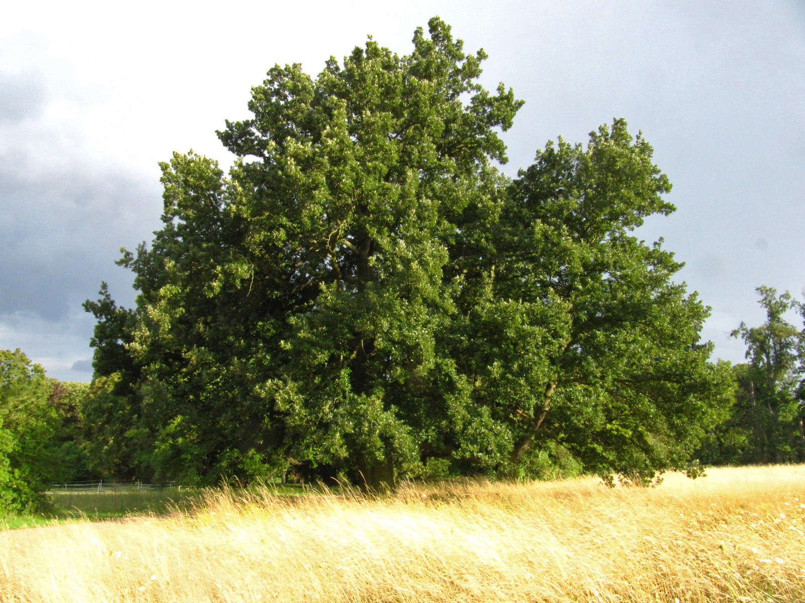 cerris Quercus