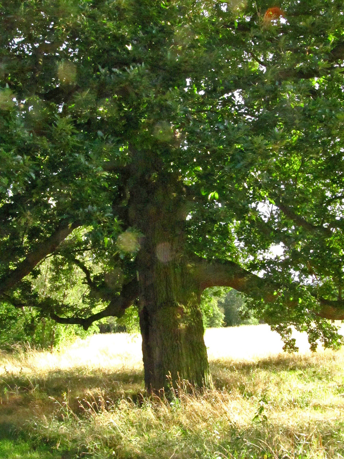 Quercus cerris - Halberstadt-Langenstein - Juli 2025
