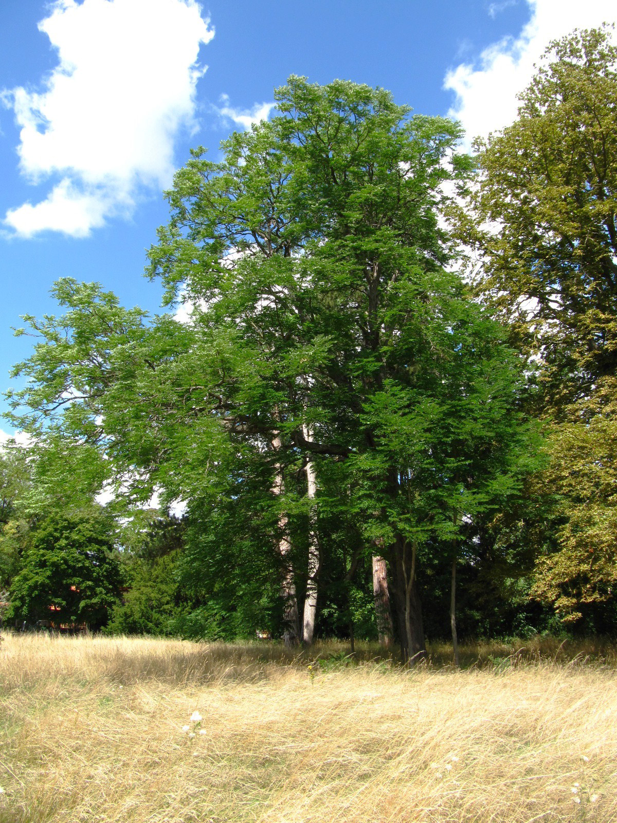 dioicus Gymnocladus