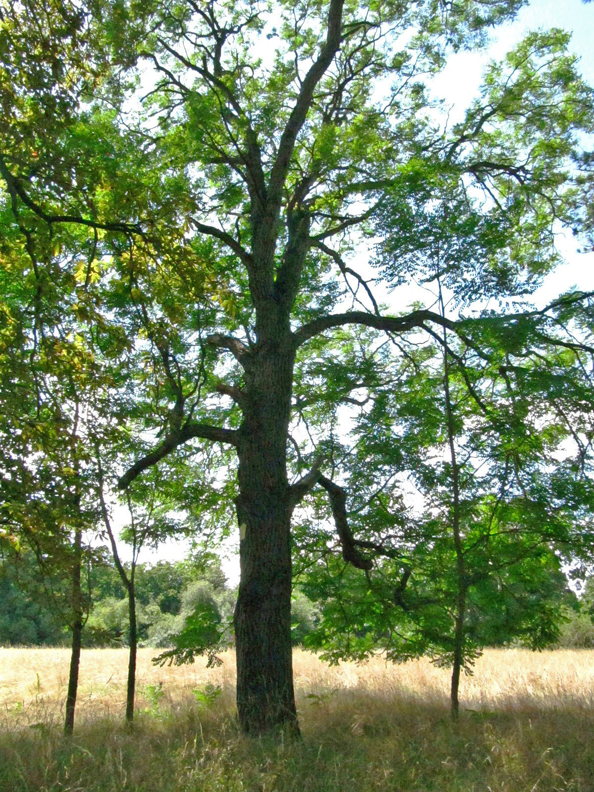 Gymnocladus dioicus - Halberstadt-Langenstein - Juli 2025