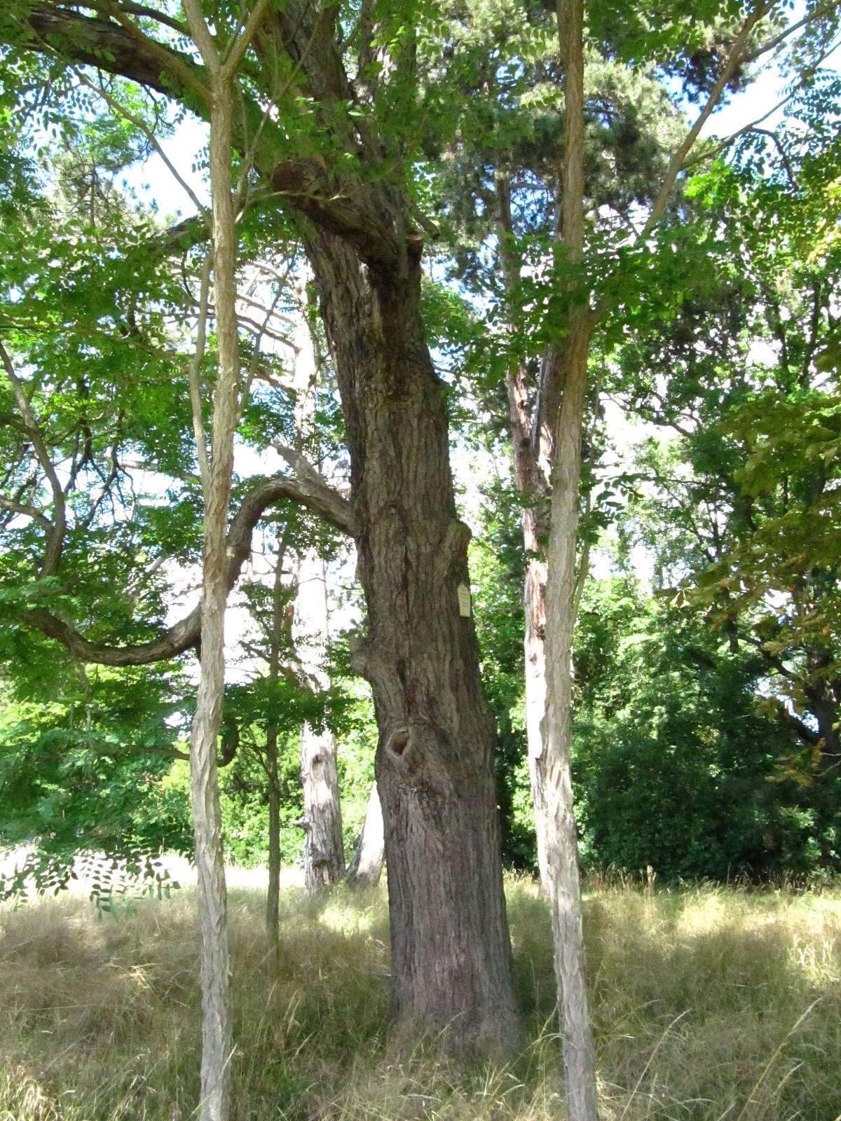 Gymnocladus dioicus - Halberstadt-Langenstein - Juli 2025