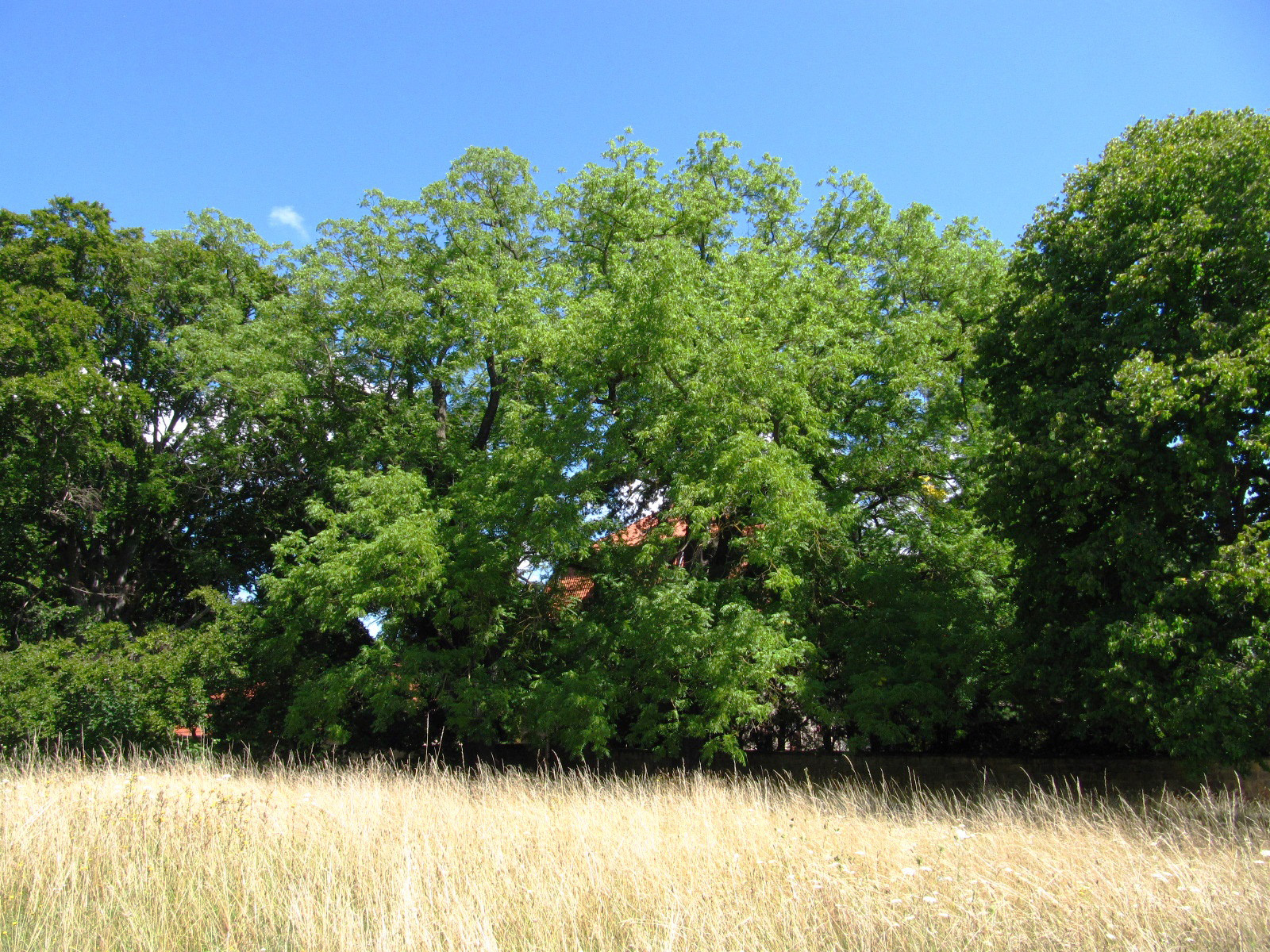 Juglans nigra