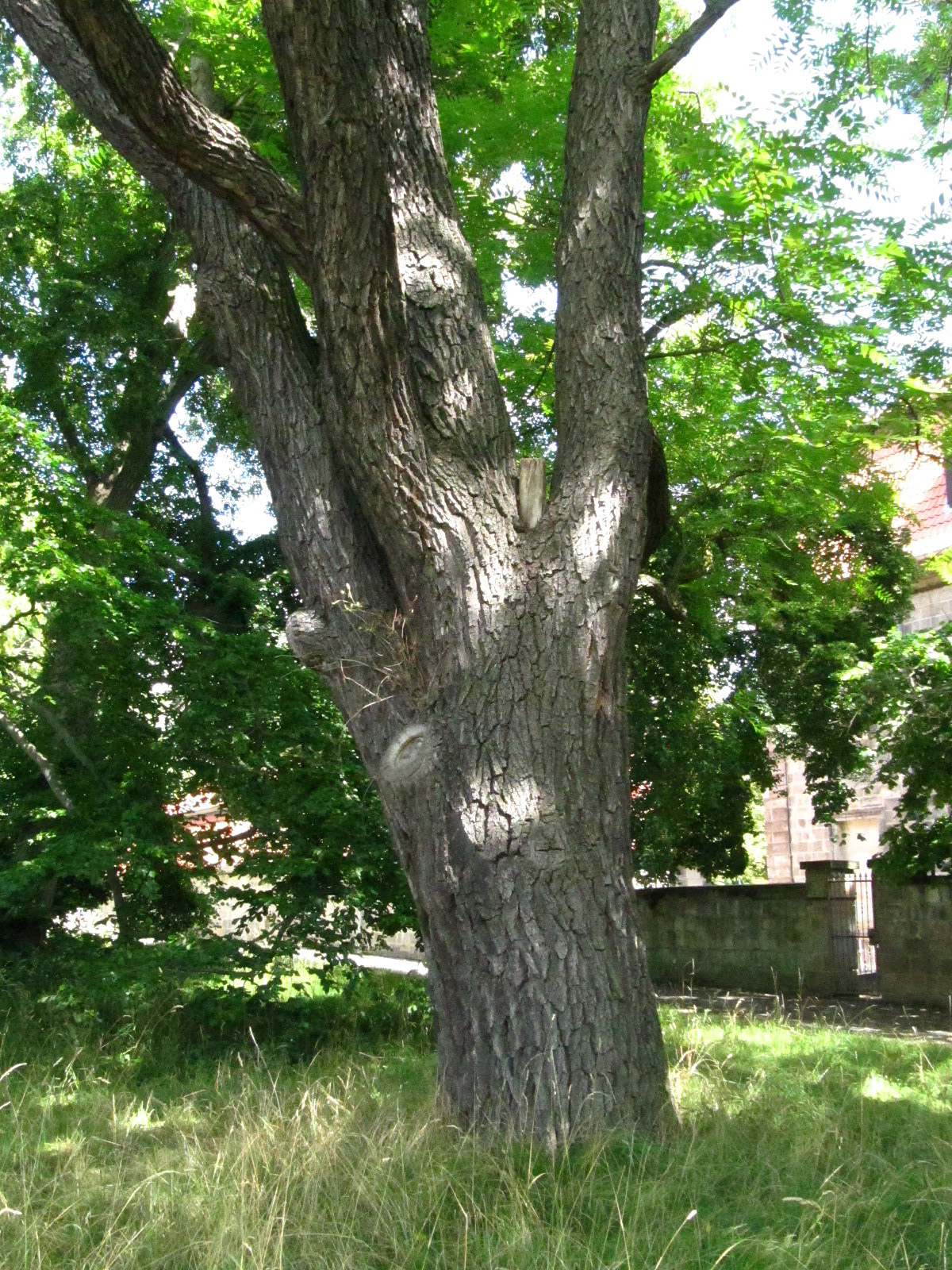 Juglans nigra - Halberstadt-Langenstein - Juli 2025
