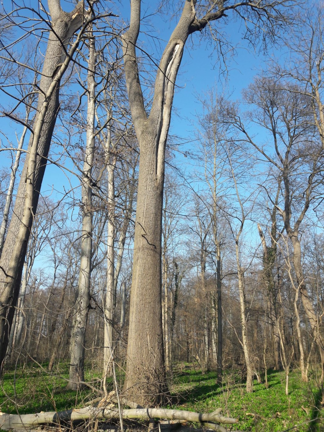 excelsior Fraxinus