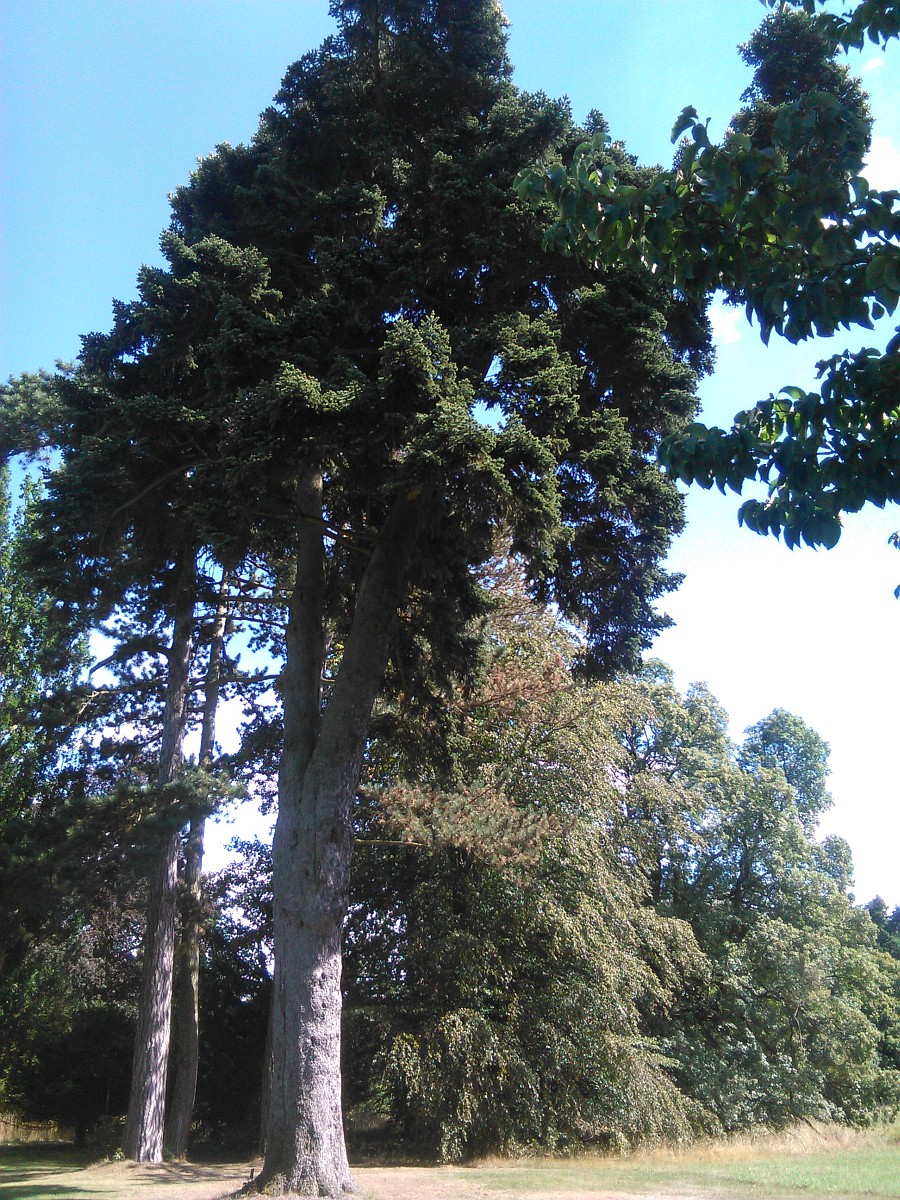 Abies cephalonica