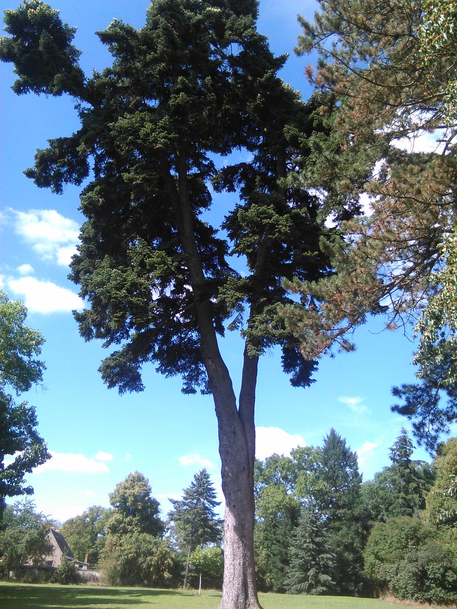 Abies cephalonica - Degenershausen - August 2016